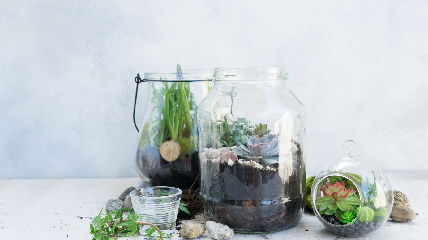 planters with herb seeds