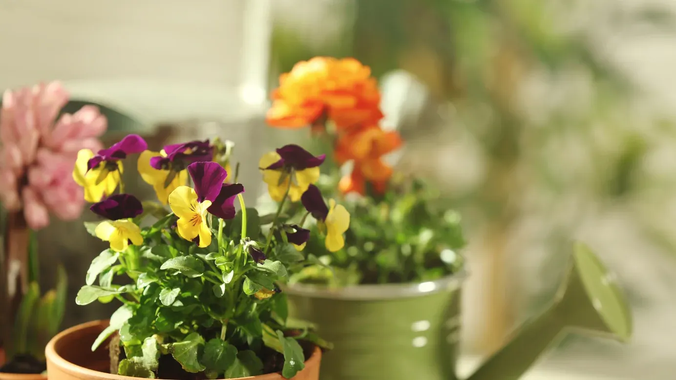 Potted plants and flowers