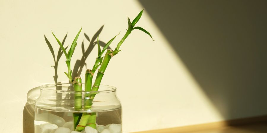 Lucky bamboo for desk  as a Thanksgiving Gift For Teachers