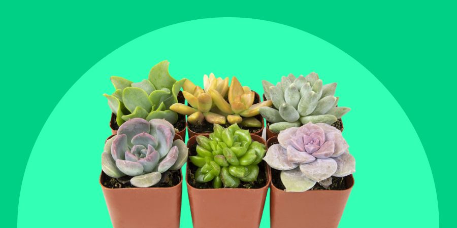 Succulent pots as a Thanksgiving Gift For Teachers