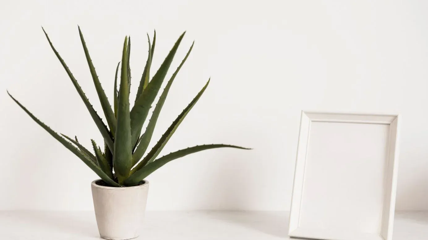 Aloe vera Plant