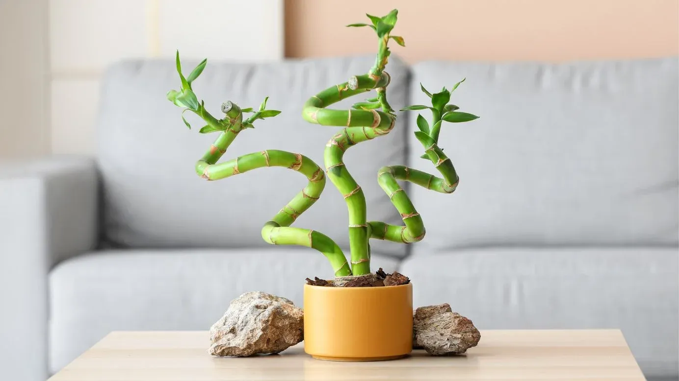  Lucky Bamboo