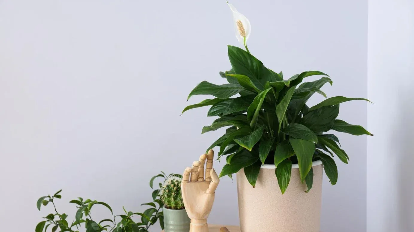 Peace lily