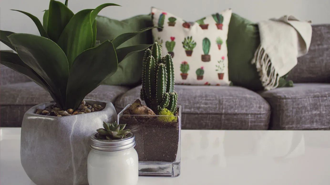  Indoor plants or succulents