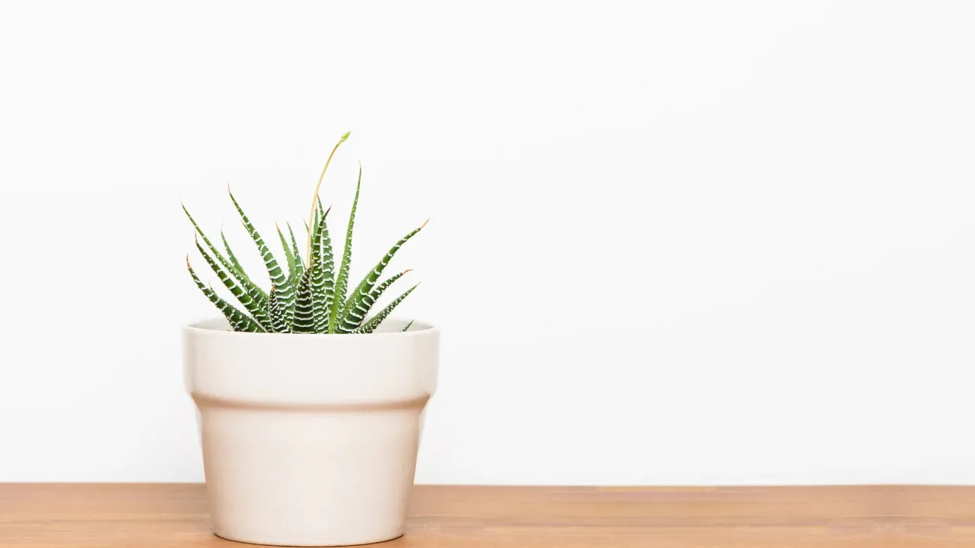  Desktop plant or succulent
