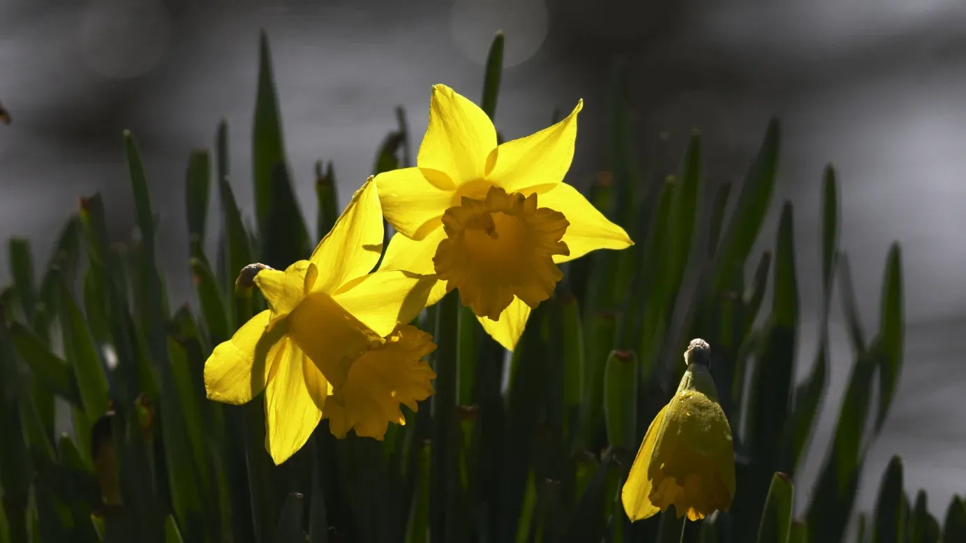 St. David's Day Thoughtful Gift Ideas for Your Business Family