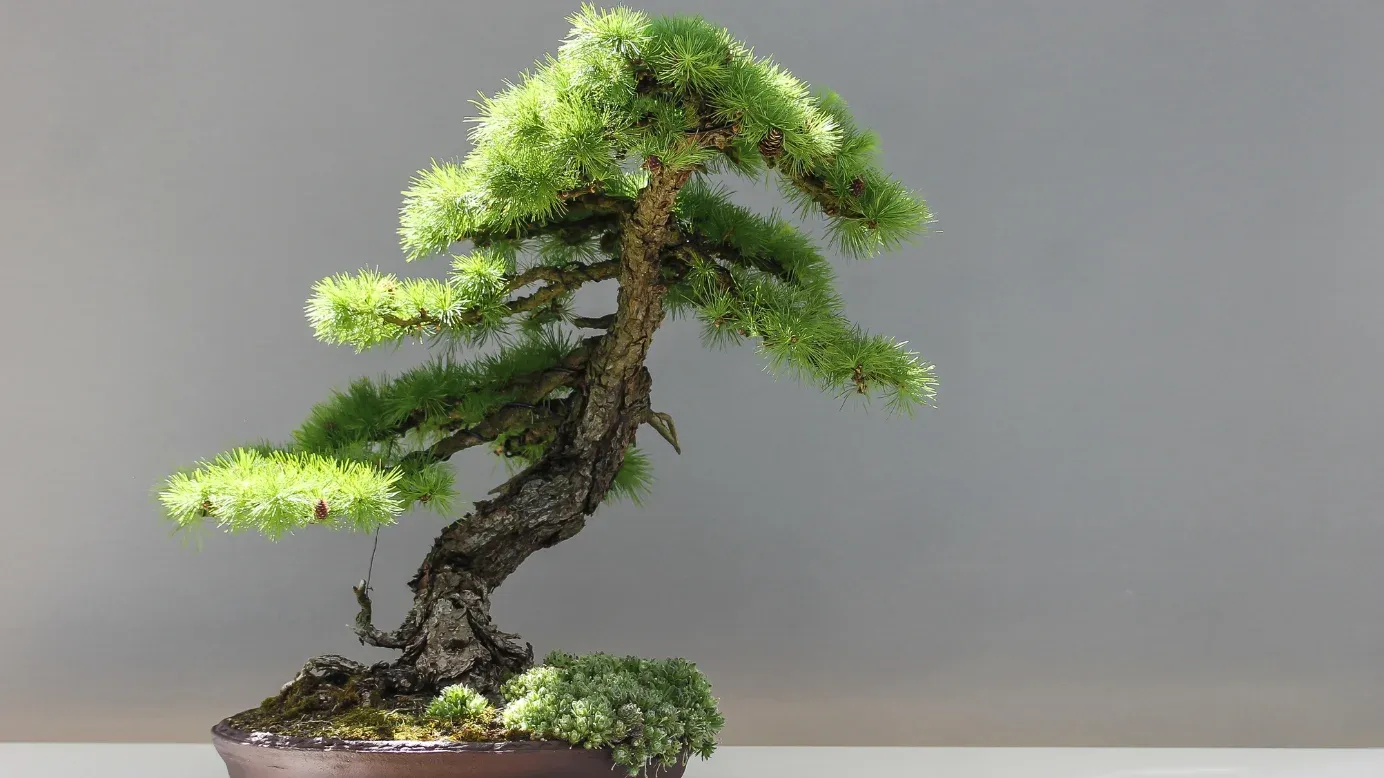 Bonsai-Baum-Bausätze