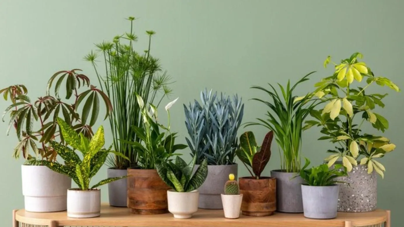 plantas de interior