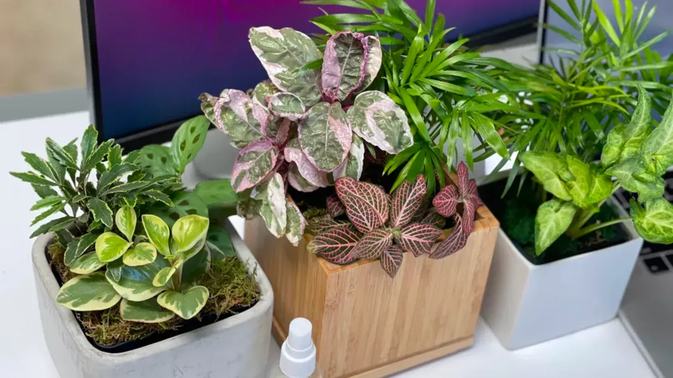 desk plants