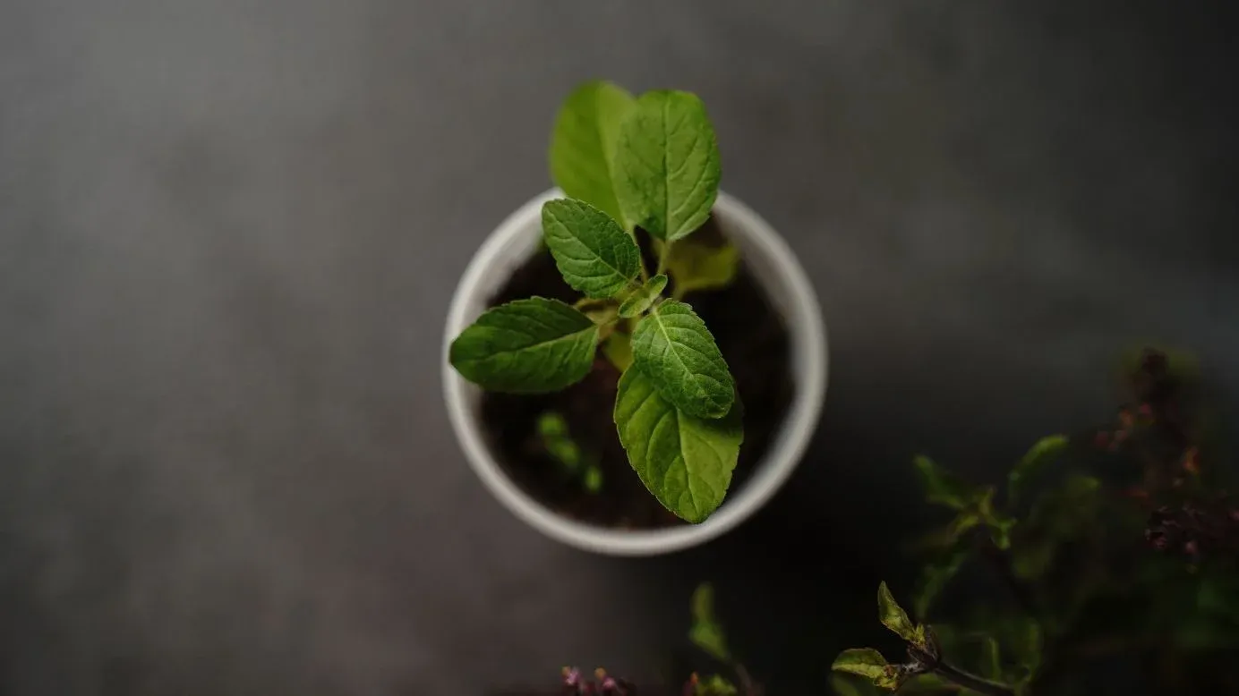 Plante Tulsi