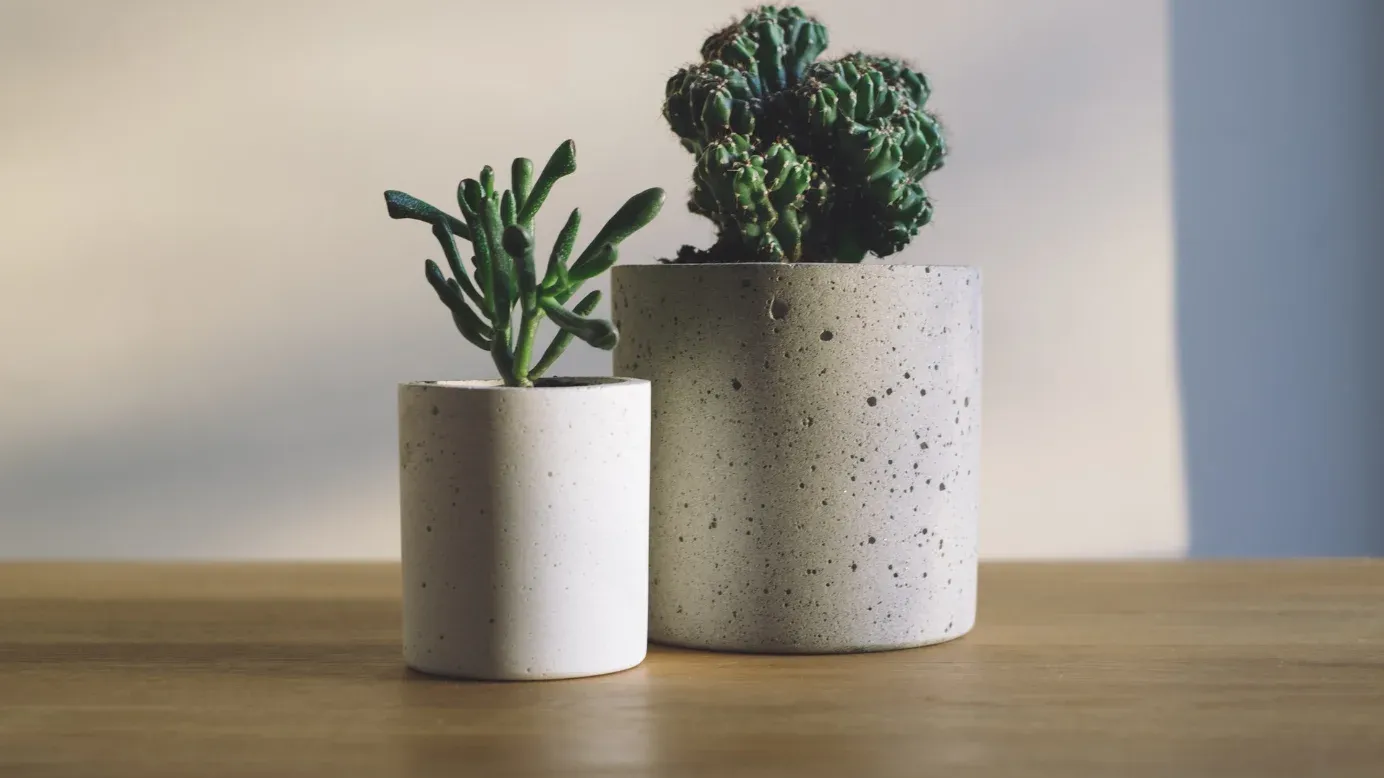 Plantes de bureau ou succulentes