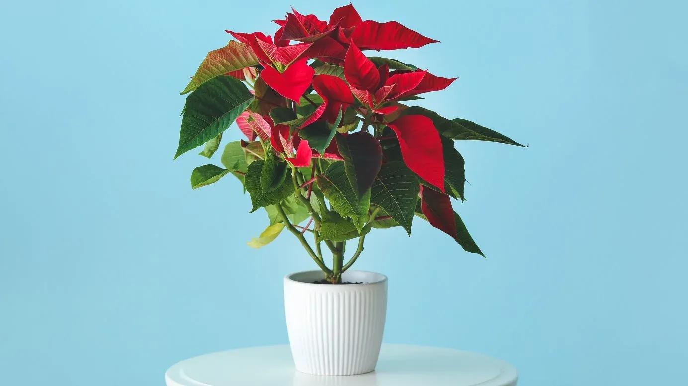 Poinsettia